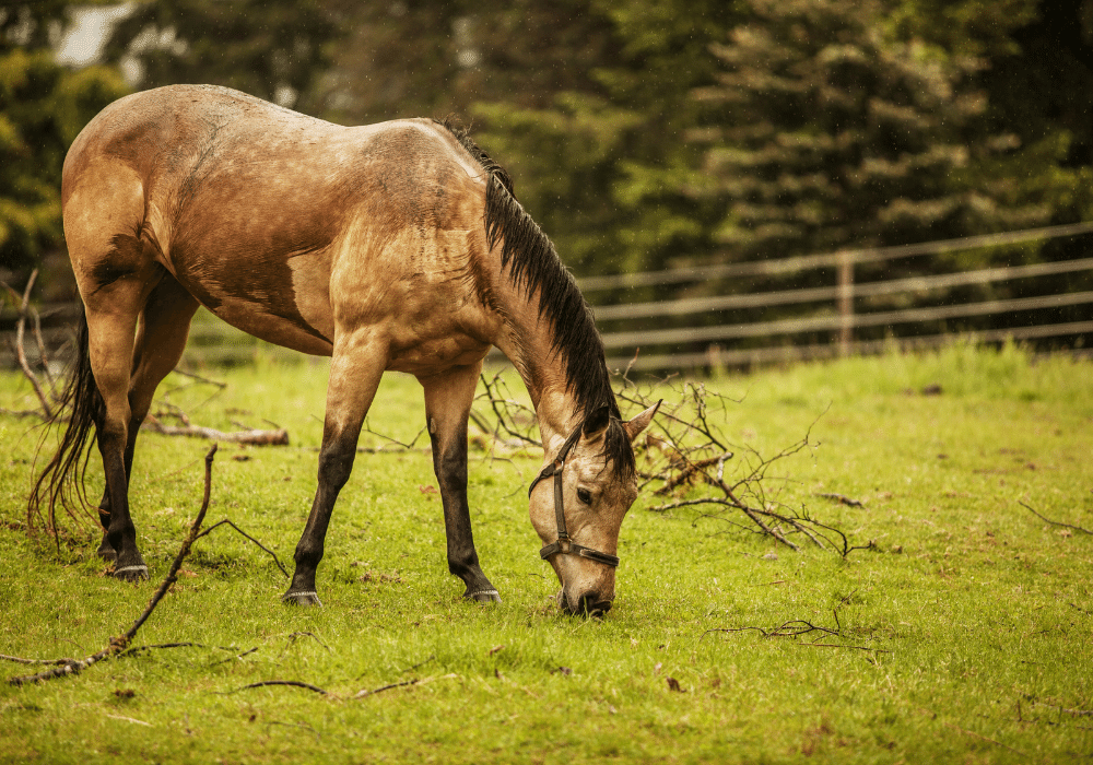 equine atypical myopathy symptoms